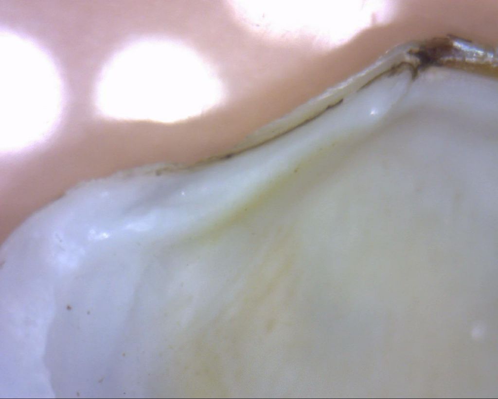 Bivalve per identificare